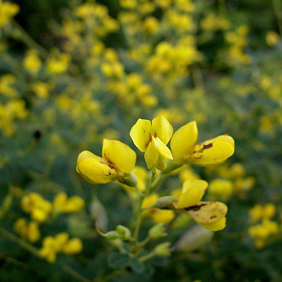 BAPTISIA TINCTORIA